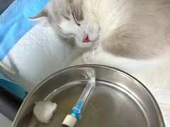 -美美宠物诊疗中心·异宠·骨科(滨江东信分院)
