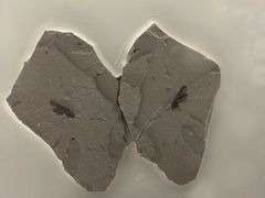 -上海昆虫博物馆