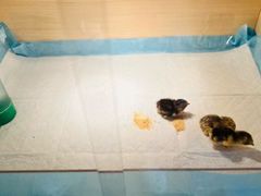 -伊顿幼儿园(济南大地锐城校区)