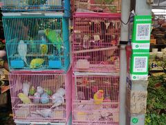 -曲阳花鸟市场(曲阳路店)
