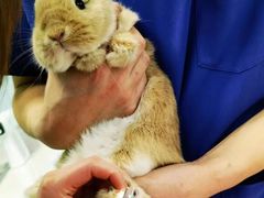 -北京观赏动物医院·24小时大型综合·猫专科·异宠专科