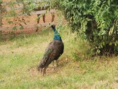 -金石滩蓝莓谷庄园