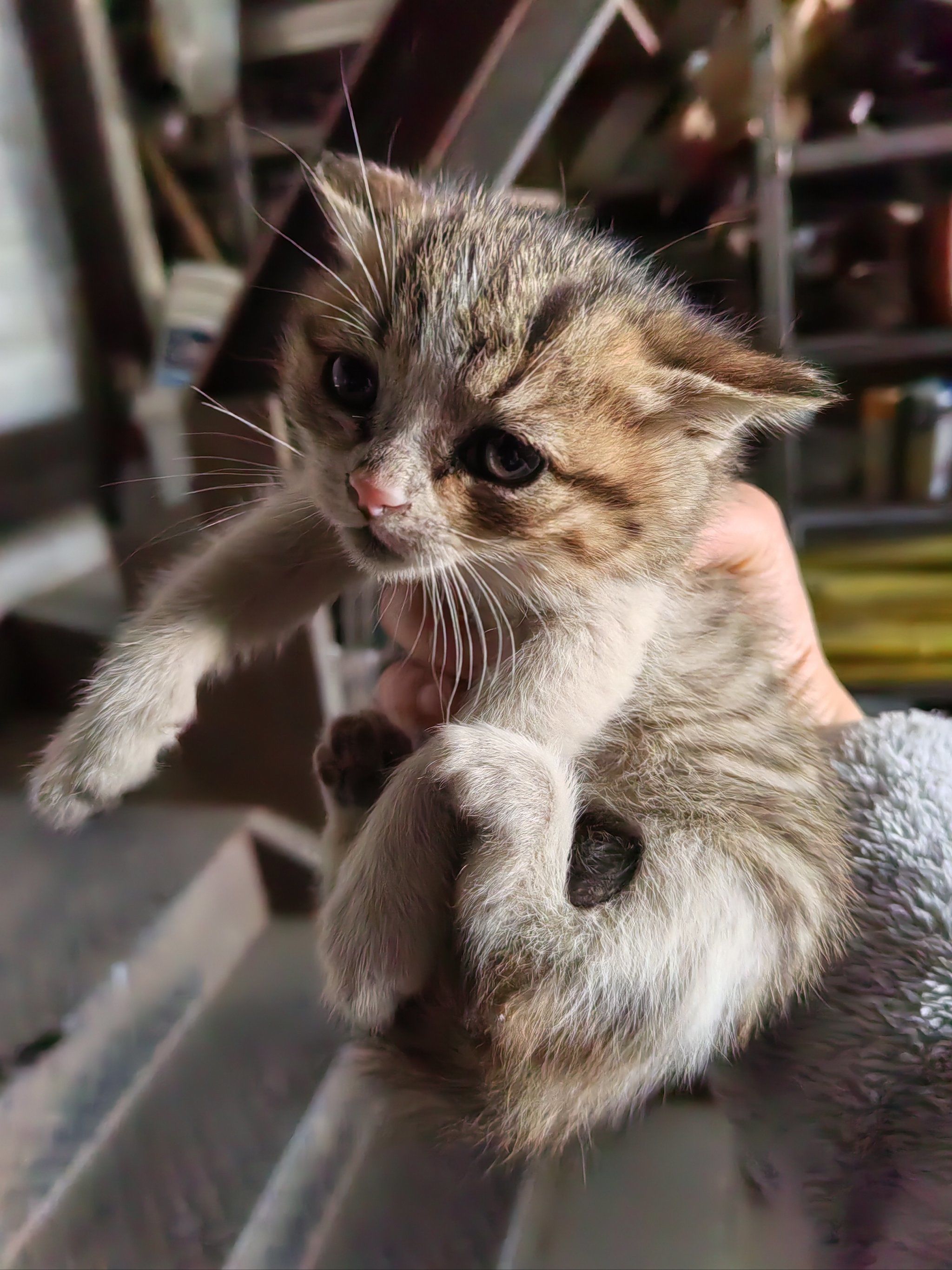 一早又去喂猫粮,小奶猫们会到处跑了,随手抓起一只,一开始呆呆的样子