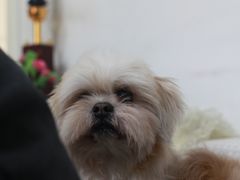 -美联众合动物医院·24h京西诊疗中心