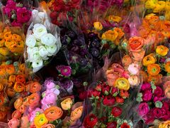 -循礼门鲜花花市(武汉循礼门店)