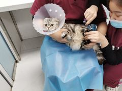 -纳吉亚猫专科动物诊疗中心(蒋宅口分院)