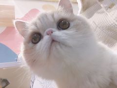 灯泡-滚猫咖啡·猫咖·猫友好撸猫(未来城店)