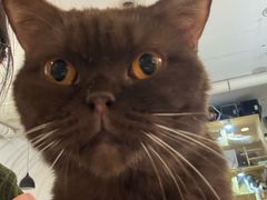 -平行世界·猫咖(首经贸店)