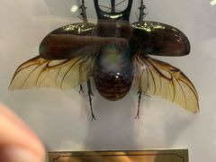 -上海昆虫博物馆