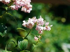 -谷咖啡·鲜花绿植花园餐厅