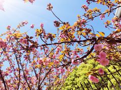 -高东镇樱花园