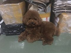 -瑞派宠物医院(搏威敦和院)