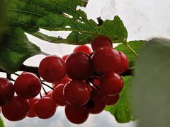 -樱桃山旅游景区