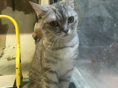 -猫咪博物馆(顶澳仔猫街店)