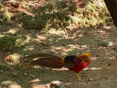 -泉州海丝野生动物世界