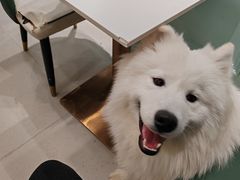 -安格丽娜·狗咖·猫咖羊驼咖(春熙路百盛商场店)