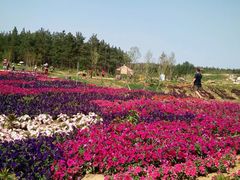 -北纬44度·金珠花海休闲农业旅游景区