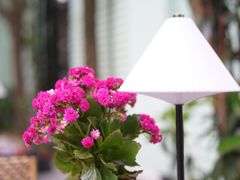 -La Maison 夜来香(进贤路店)