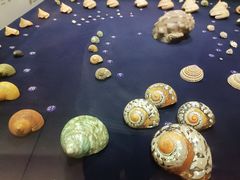 -青岛贝壳博物馆