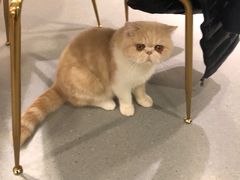 -飞行喵MR PILOT|猫舍·猫咖(静安大融城店)