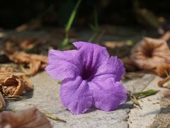 -广西壮族自治区南溪山医院