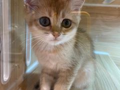 -momokira米努特·德文卷毛猫·棉花面纱犬