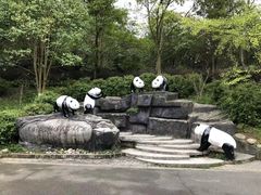 -都江堰中华大熊猫苑