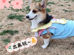 -趣玩宠物乐园寄养训犬训狗游泳池