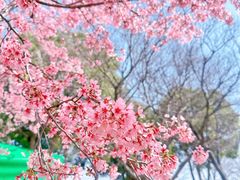 -顾村公园