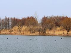 -溱湖国家湿地公园