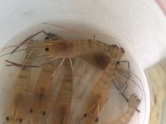 -小象钓虾·营地烧烤(洛溪店)