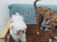 -佳雯宠物医院·皮肤科·内外科(春晓路分院)