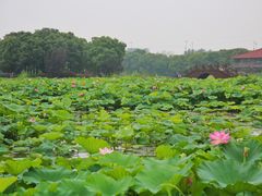 -荷塘月色湿地公园·向阳花洲