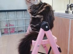 -十年猫舍·猫咪专门店(普陀店)