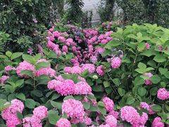 -三圣花乡旅游区