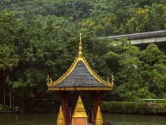 -西双版纳原始森林公园