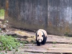 -中国大熊猫保护研究中心雅安碧峰峡基地