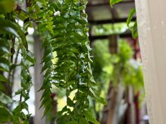 -野蔓果·山野菜(西湖景区·龙井茶田店)