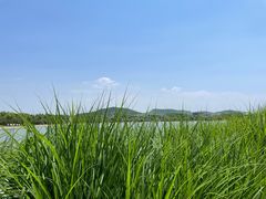 -羊山湖公园