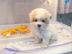 -翊宠yipet猫狗购宠庄园犬舍•猫舍