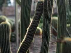 -北京植物园-展览温室