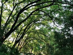 -上海佘山国家森林公园天马山园