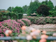 -上海辰山植物园