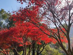 -桃花岭景区