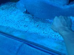 -芜湖新华联大白鲸海洋公园