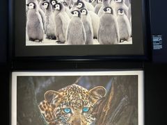 -罗红摄影艺术馆