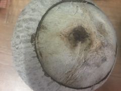 -椰爺爺·椰子冻砵仔糕