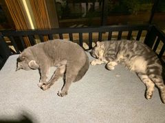 -more than meow吴止猫主题餐厅(承德 中船汇店)