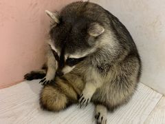 -浣熊柯尔鸭土拨鼠·电玩咖