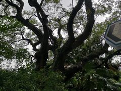 -香港皇家太平洋酒店